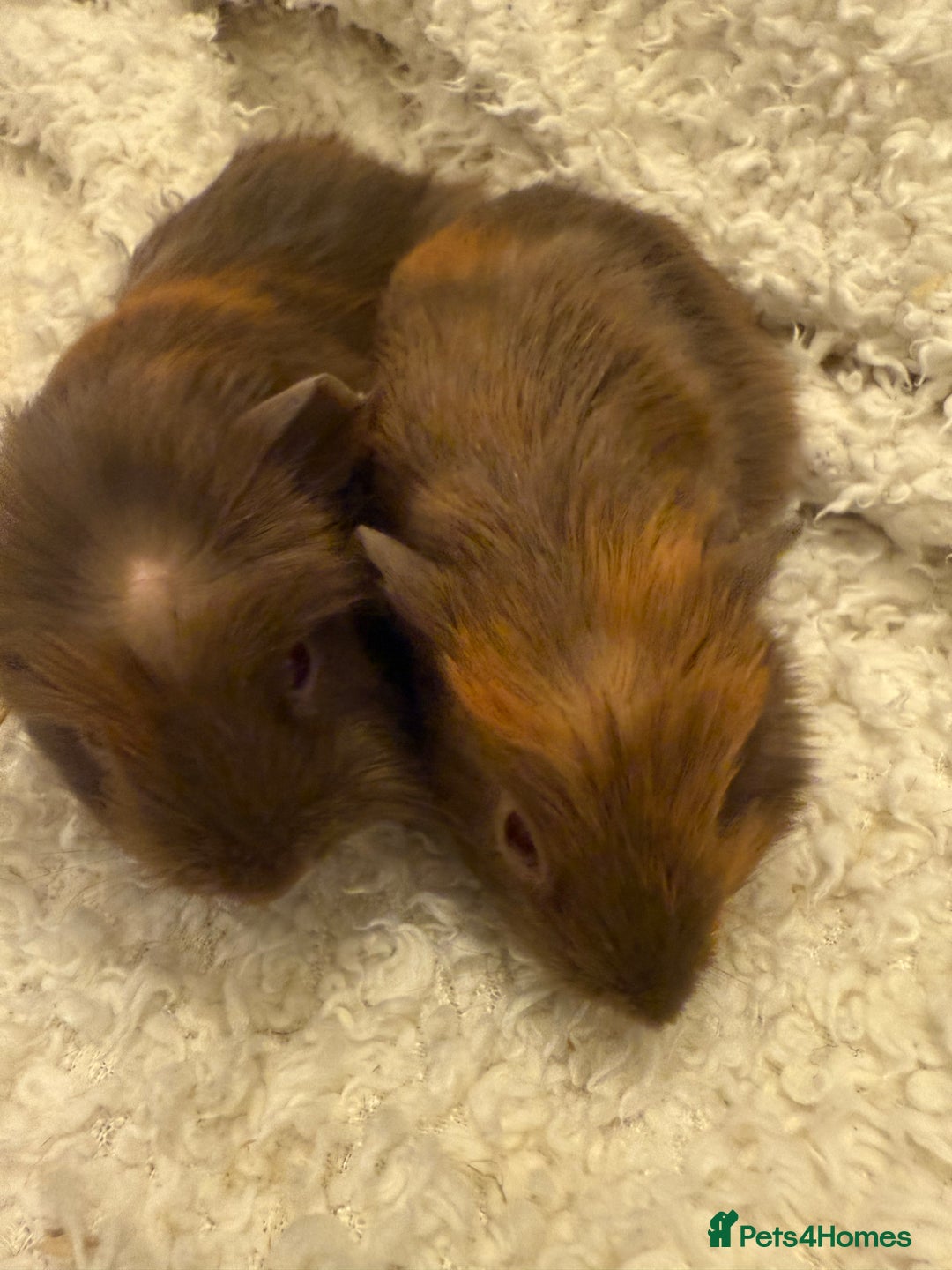 Guinea Pig rodents for sale: Baby guinea pigs  - Advert 2