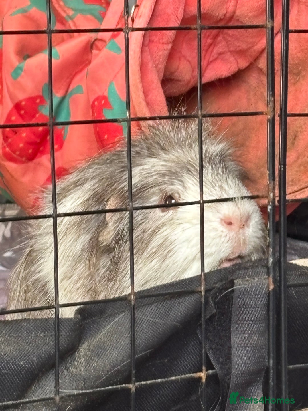 Guinea Pig rodents for sale: Geralt and Nugget  - Image 12