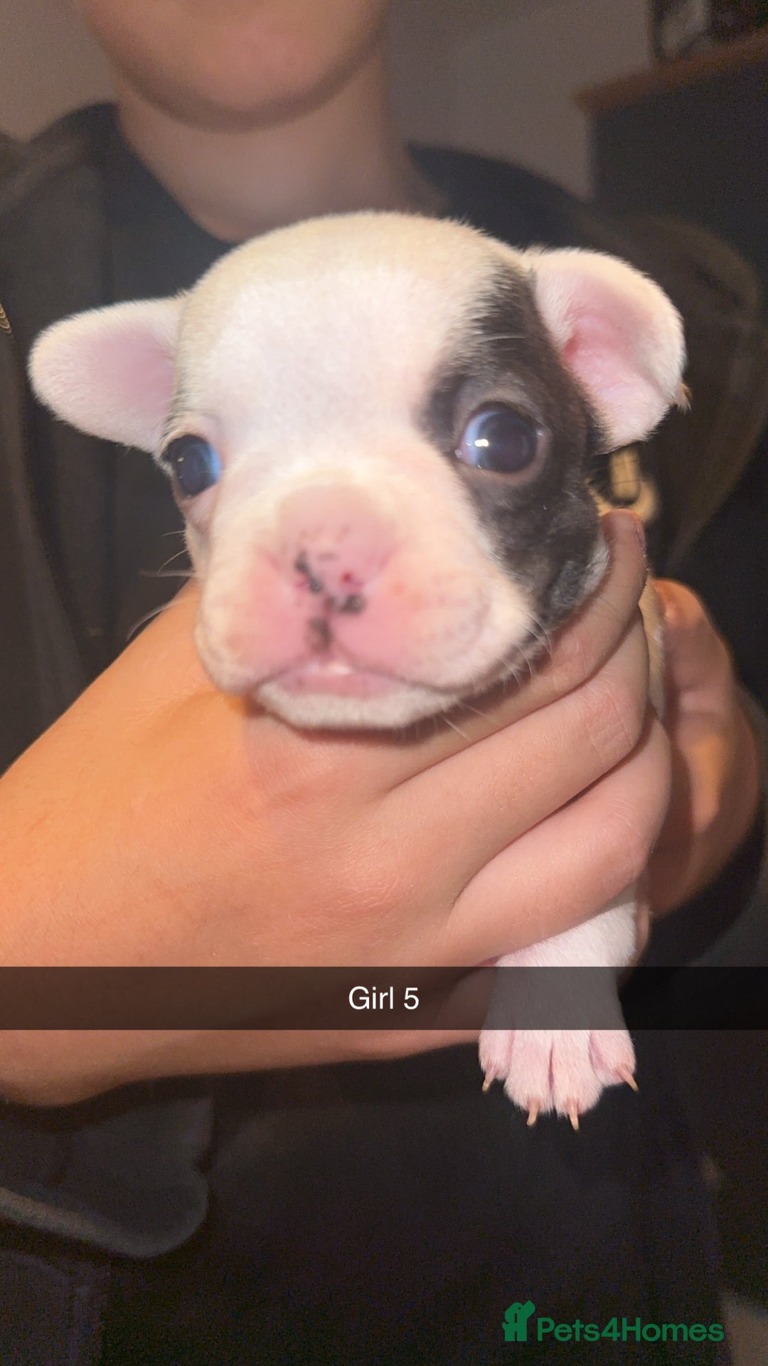 French Bulldog dogs for sale: French bulldog puppies  - Image 5