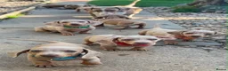 Dachshund dogs for sale: Miniature Dachshund puppies - Advert 6