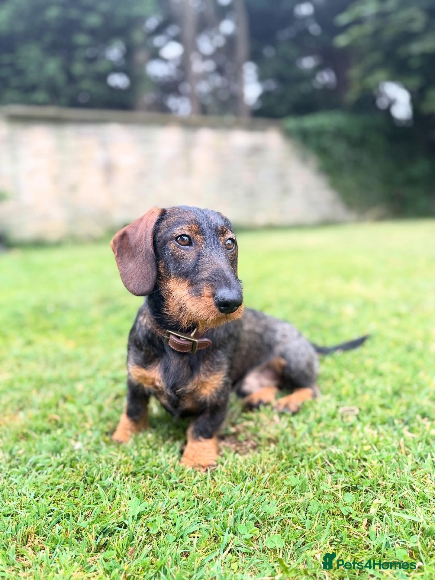 Miniature Dachshund dogs Stud: KCReg Miniature Wirehaired Dachshund/Teckel - Advert 1