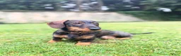 Miniature Dachshund dogs for stud: Stud: KCReg Miniature Wirehaired Dachshund/Teckel in Ryton - Advert 3