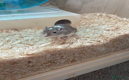 Gerbil rodents for sale: 3 female gerbils and cage etc for sale - Image 7