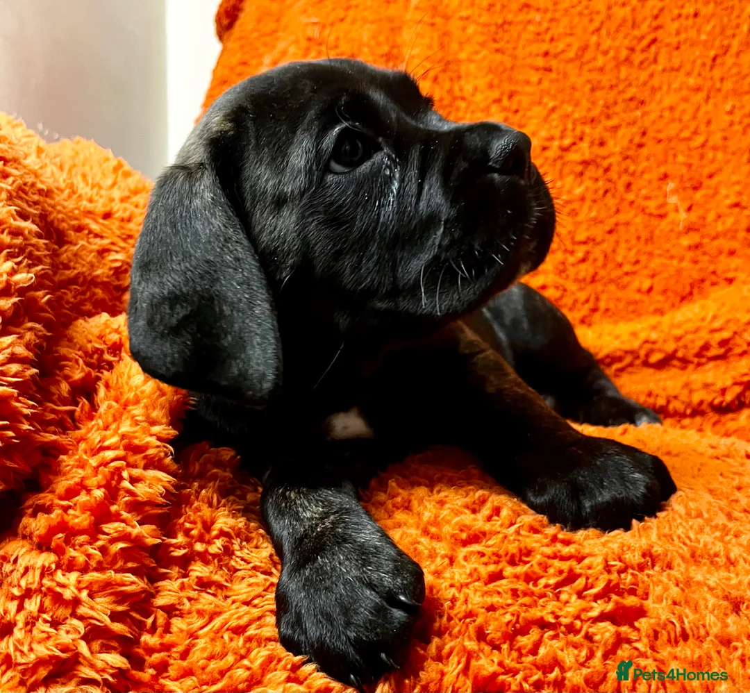 Cane Corso dogs for sale: Cane Corso Puppies  - Advert 20