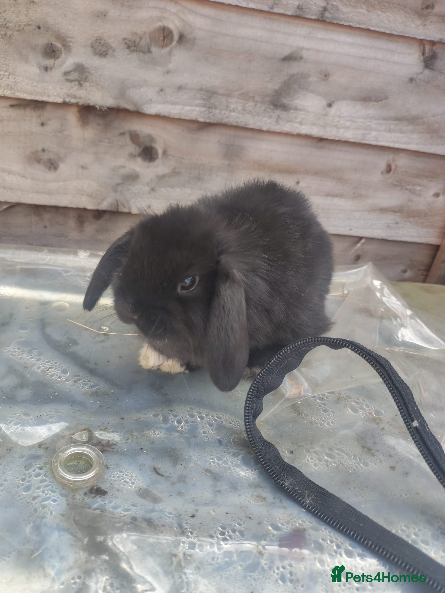 Mini Lop rabbits Gorgeous mini lop 6 weeks - Advert 1