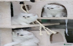 Persian cats for sale: Stunning Chinchilla Persian Kittens 💕 - Advert 2
