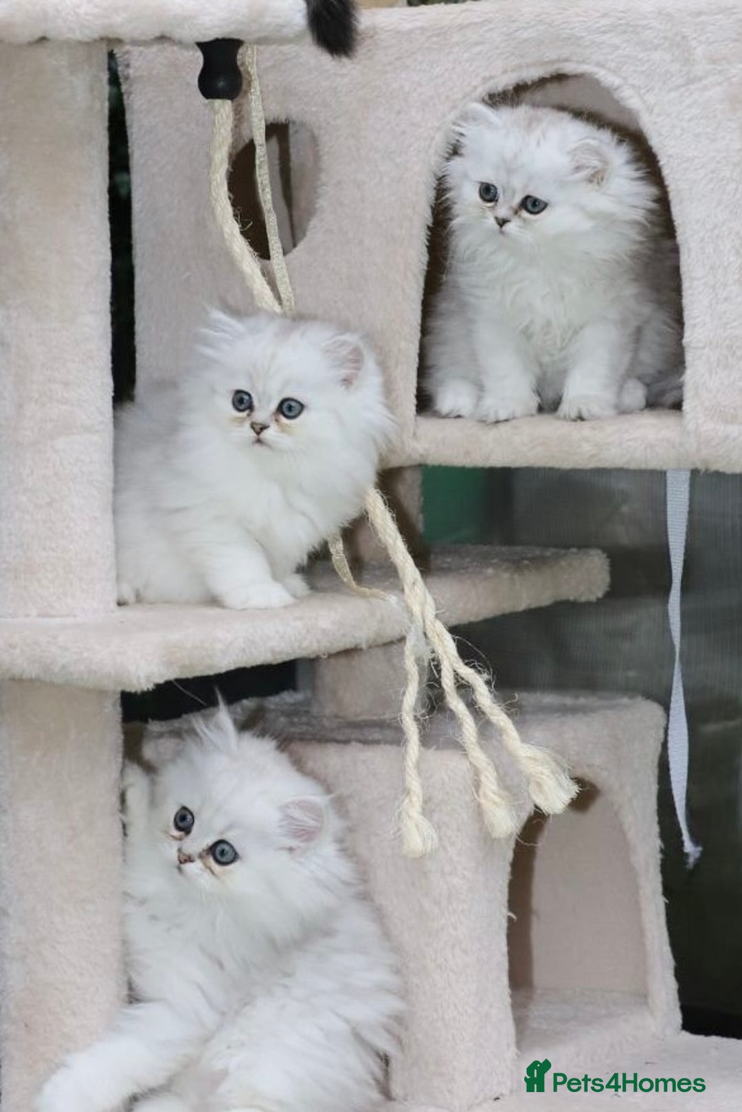 Persian cats for sale: Stunning Chinchilla Persian Kittens 💕 - Advert 2