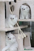 Persian cats Stunning Chinchilla Persian Kittens 💕 - Advert 1