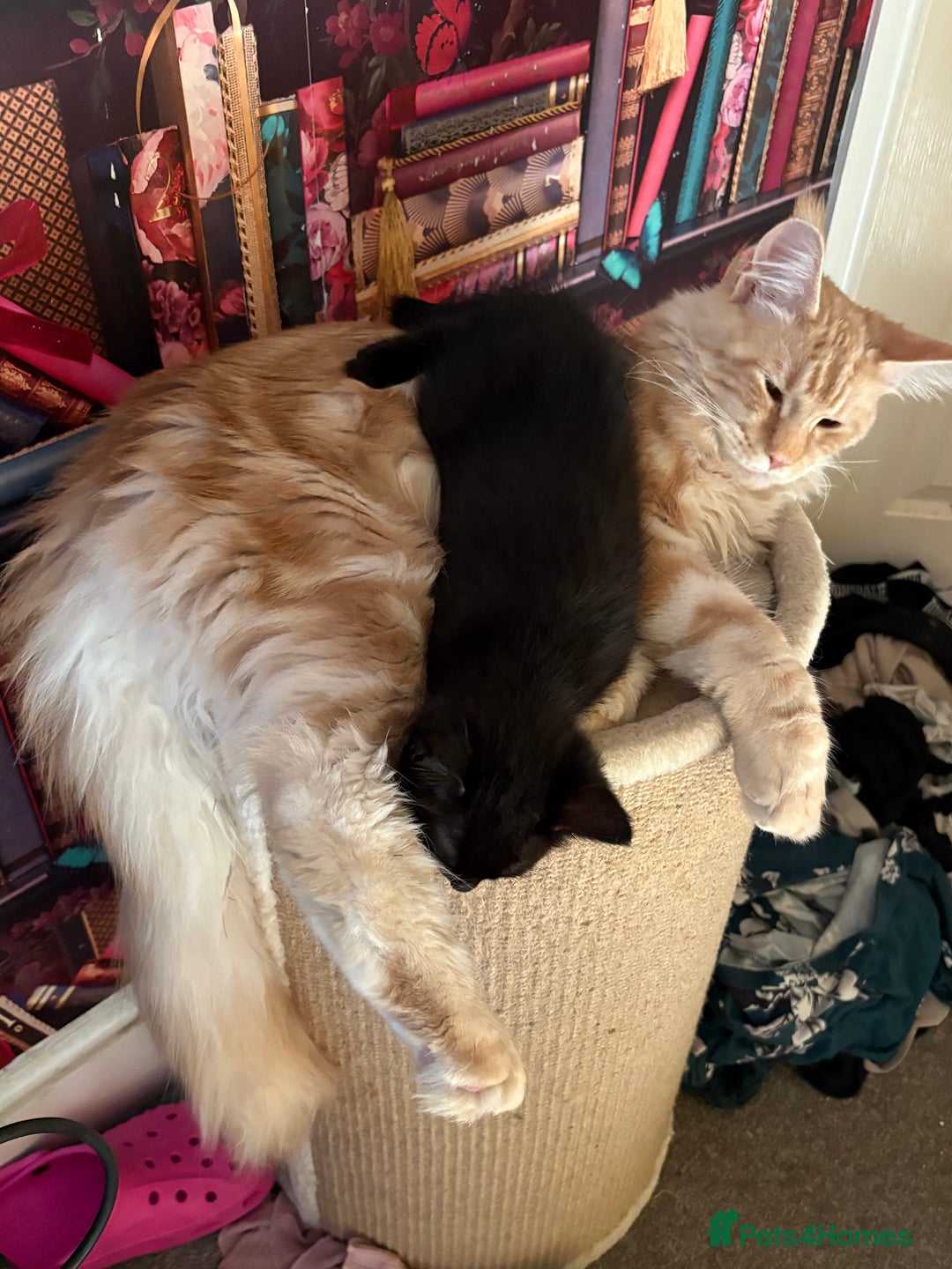 Domestic Shorthair cats for sale: Brother and sister forever home - Image 3