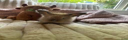 Lionhead rabbits for sale: Baby lionhead cross flop rabbits  - Advert 11