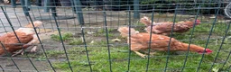 Chickens poultry for sale: Chicken for sale  - Advert 7
