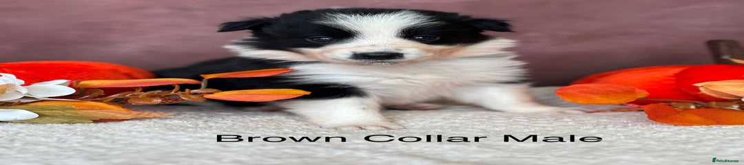 Brown Collar Male