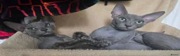 Sphynx cats for sale: Elegant Grey Velvet Boys  - Advert 1