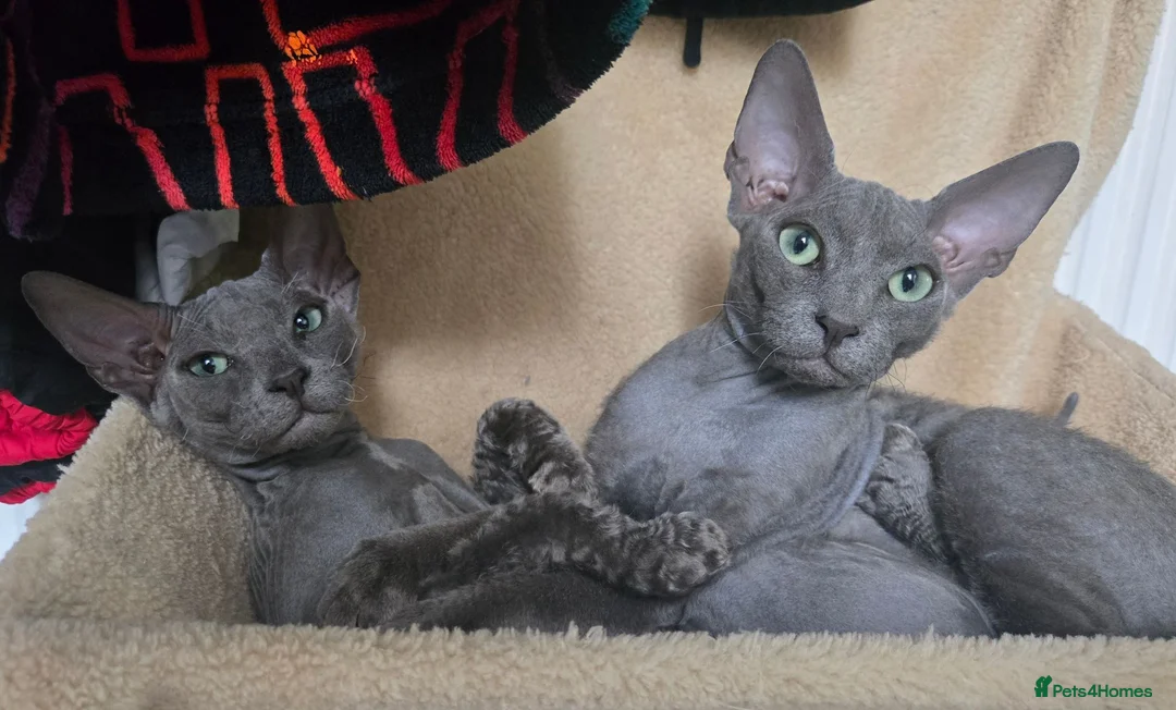 Sphynx cats for sale: Elegant Grey Velvet Boys  - Advert 1