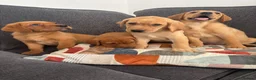 Labrador Retriever dogs for sale: Beautiful KC registered Labrador retriever puppies in Swansea - Advert 11