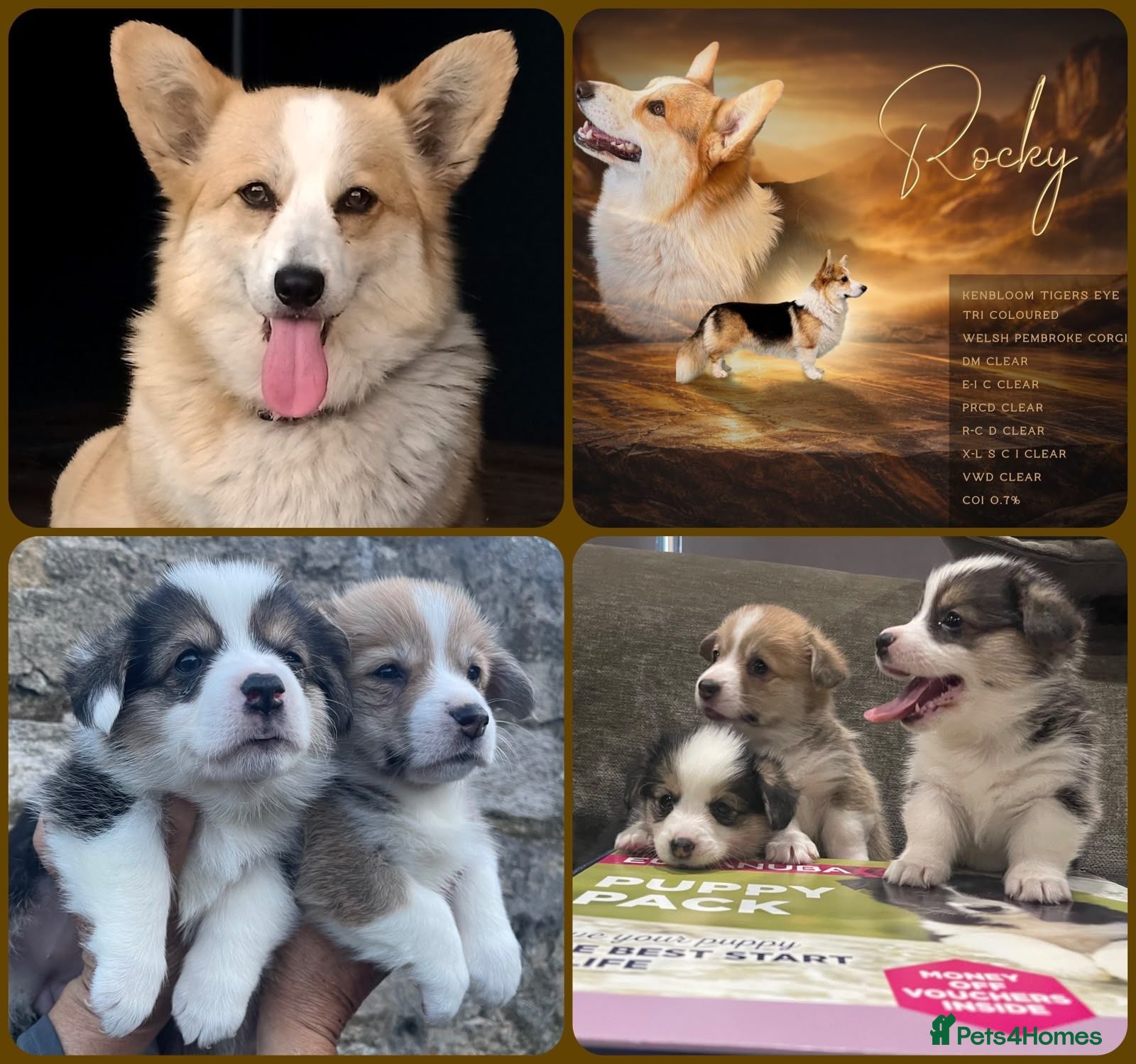 Welsh Corgi Pembroke dogs KC registered health tested parents  - Advert 15