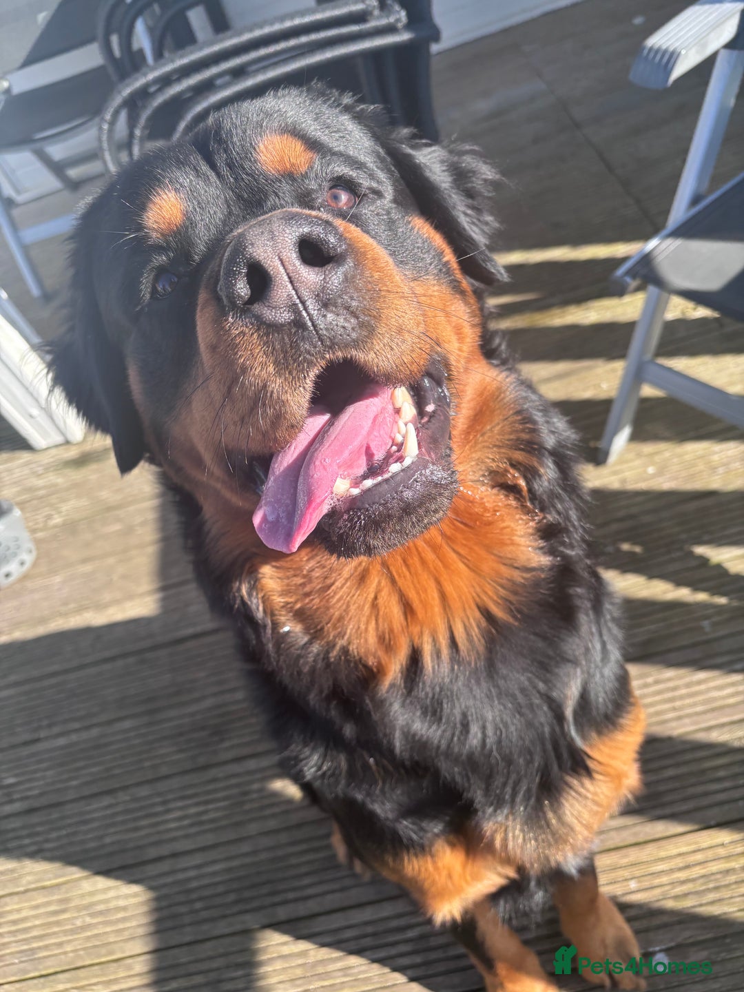 Mixed Breed dogs for sale: Male RottweilerxBernese Mountain dog - 2 years old - Advert 4