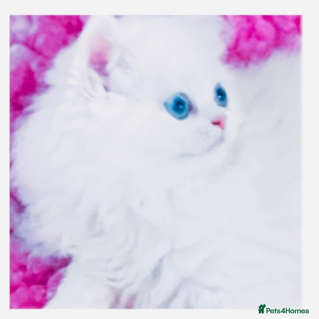 Persian cats for sale: Pure White Persian Girls BLUE EYES & full hearing - Image 18