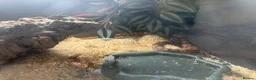 Corn Snake reptiles for sale: Female corn snake  - Advert 3