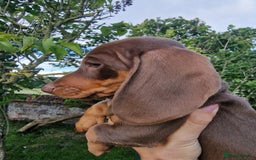 Dachshund dogs for sale: Standard Dachshund Show-quality Puppies - Image 11