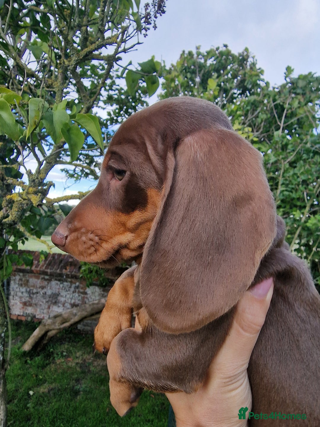 Dachshund dogs for sale: Standard Dachshund Show-quality Puppies - Image 11