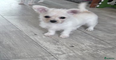 Chipoo dogs Tiny Chihuahua / Asian toy poodle  - Advert 14
