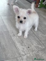 Chipoo dogs Tiny Chihuahua / Asian toy poodle - Advert 14