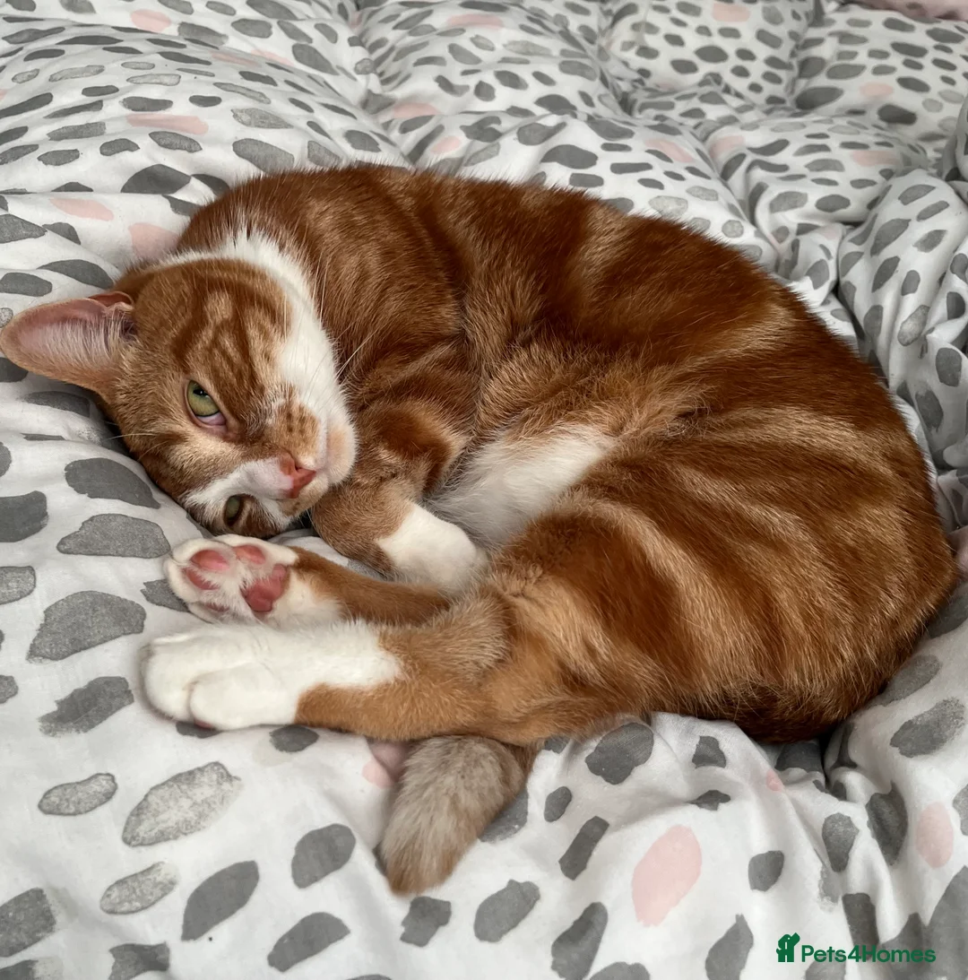 Mixed Breed cats for sale: Ginger 5 Year Old Male Cat - Advert 4