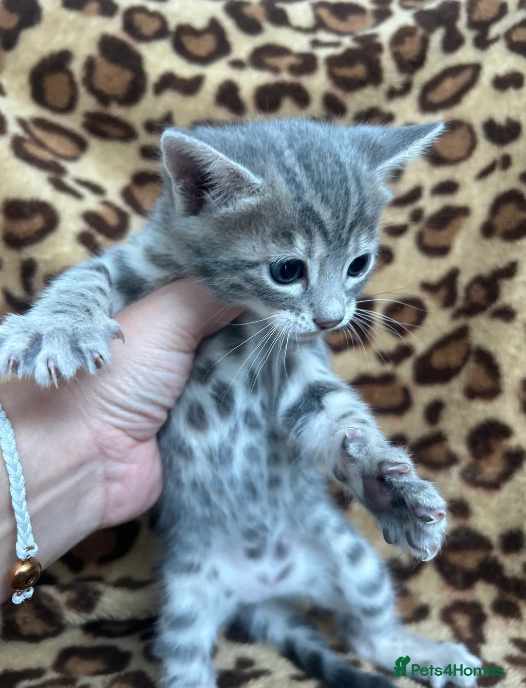 Bengal cats for sale: Beautiful Litter of Bengal Kittens - TICA Reg - Advert 29