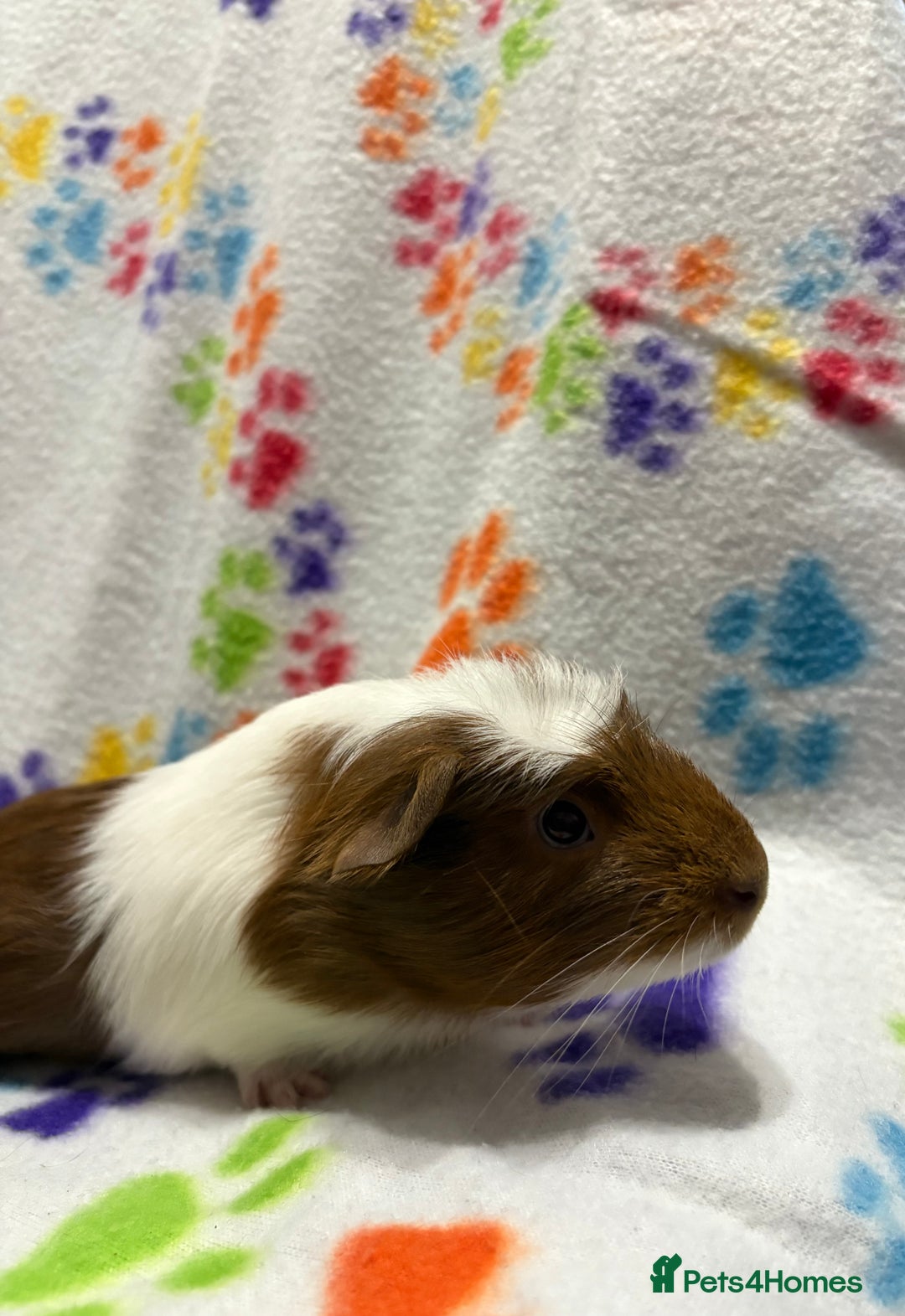 Guinea Pig rodents for sale: Guinea pigs for sale  - Image 9