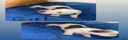 Jack Russell dogs for sale: Jack Russel puppies  - Advert 7