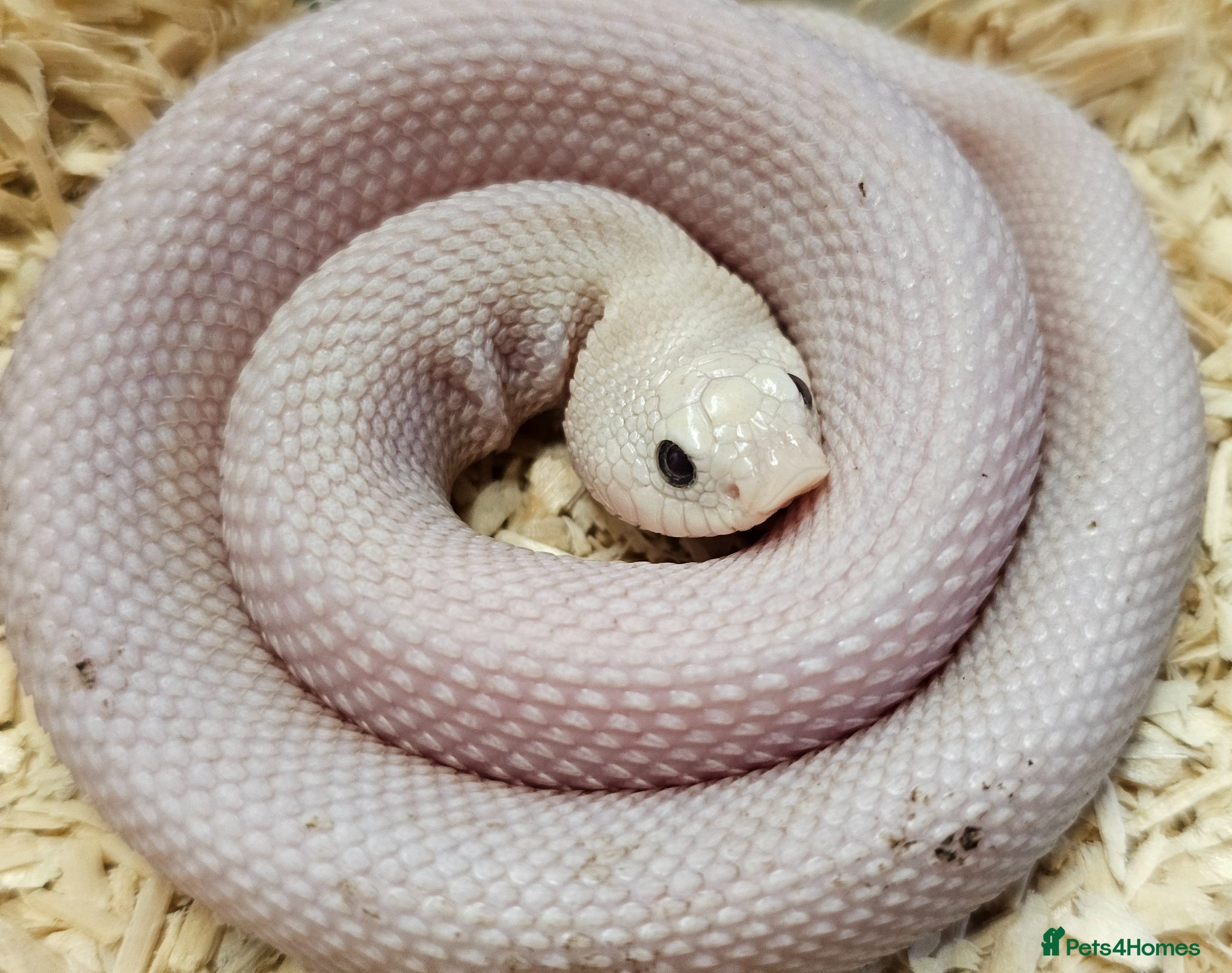 Mixed Breed reptiles Pair of leucistic hognoses cb25 - Advert 3