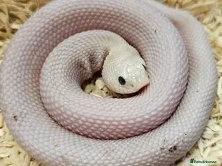 Mixed Breed reptiles Pair of leucistic hognoses cb25 - Advert 1