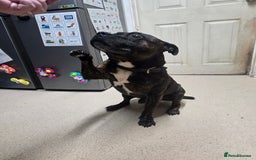Staffordshire Bull Terrier dogs for sale: To good home - Image 7