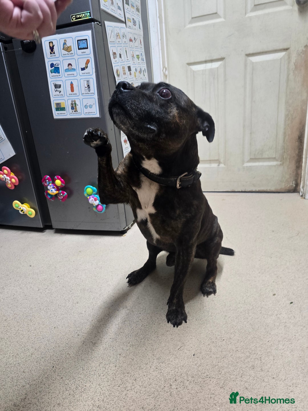 Staffordshire Bull Terrier dogs for sale: To good home - Image 7