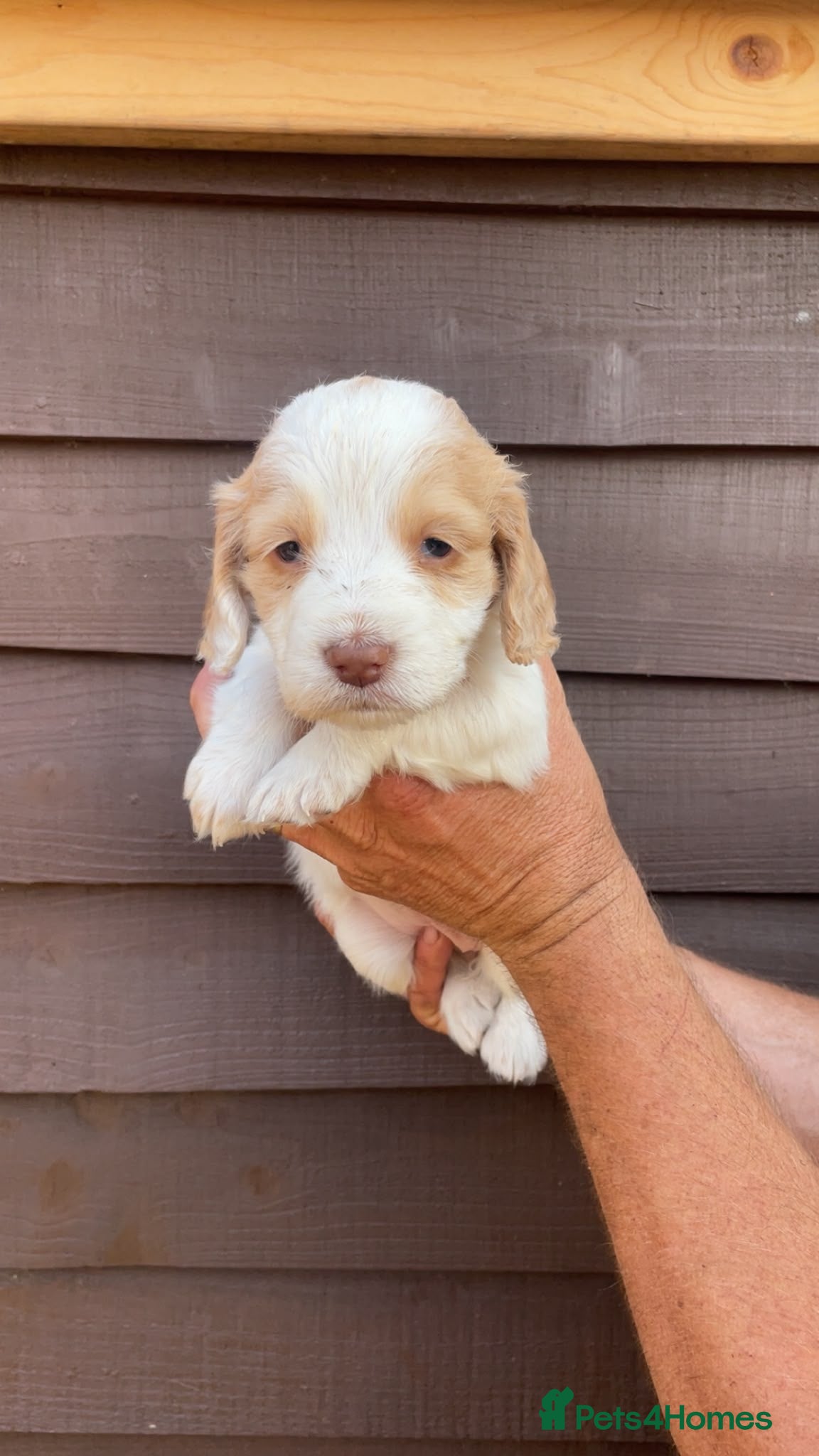 Cocker Spaniel dogs  Stunning Working cocker spaniels pups - Advert 1