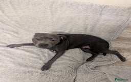 Staffordshire Bull Terrier dogs for sale: Blue female staff for sale  - Image 40