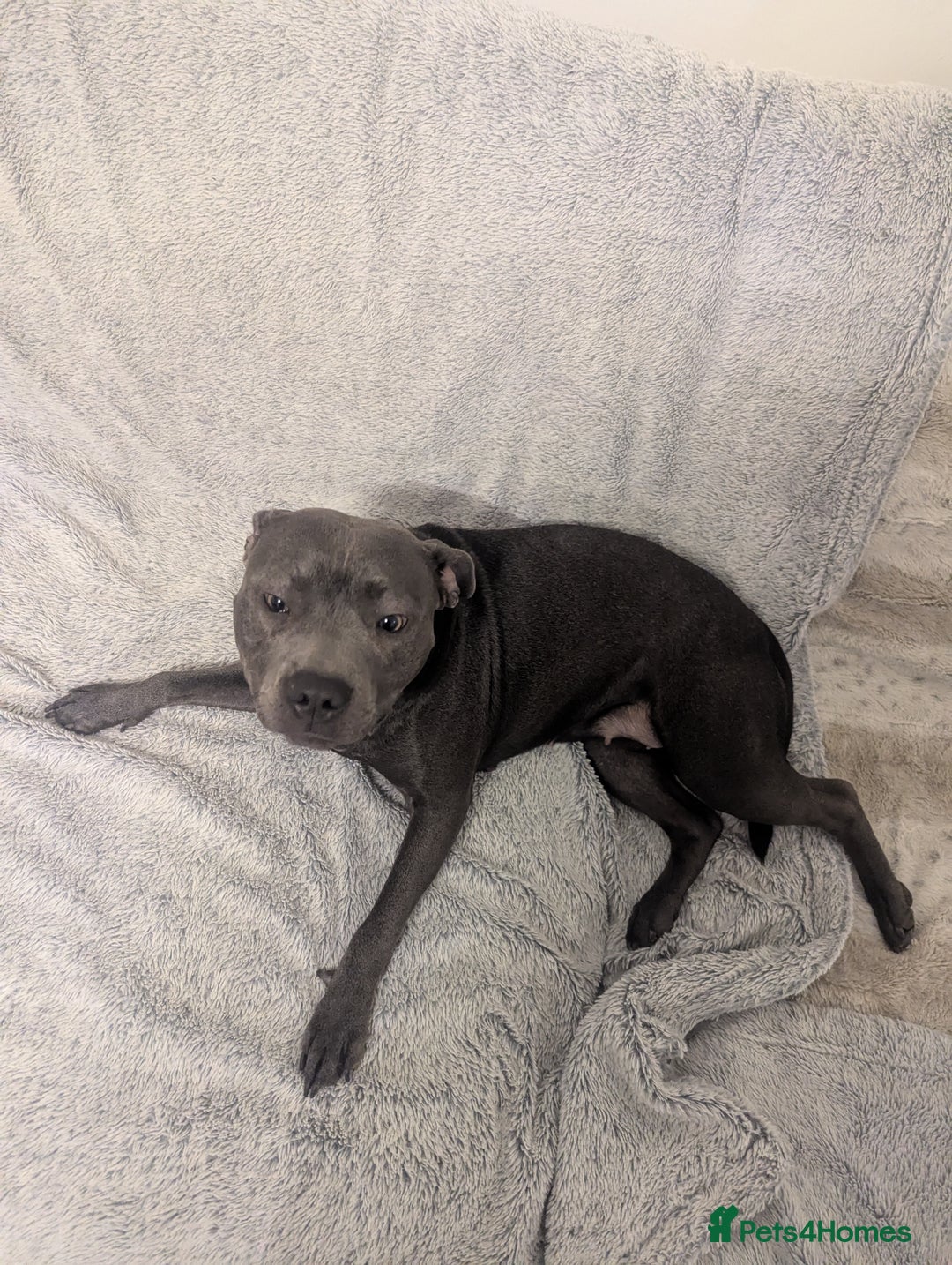 Staffordshire Bull Terrier dogs for sale: Blue female staff for sale  - Image 40