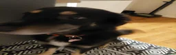 Mixed Breed dogs for sale: Looking for a loving home and new start  in Markfield - Advert 2