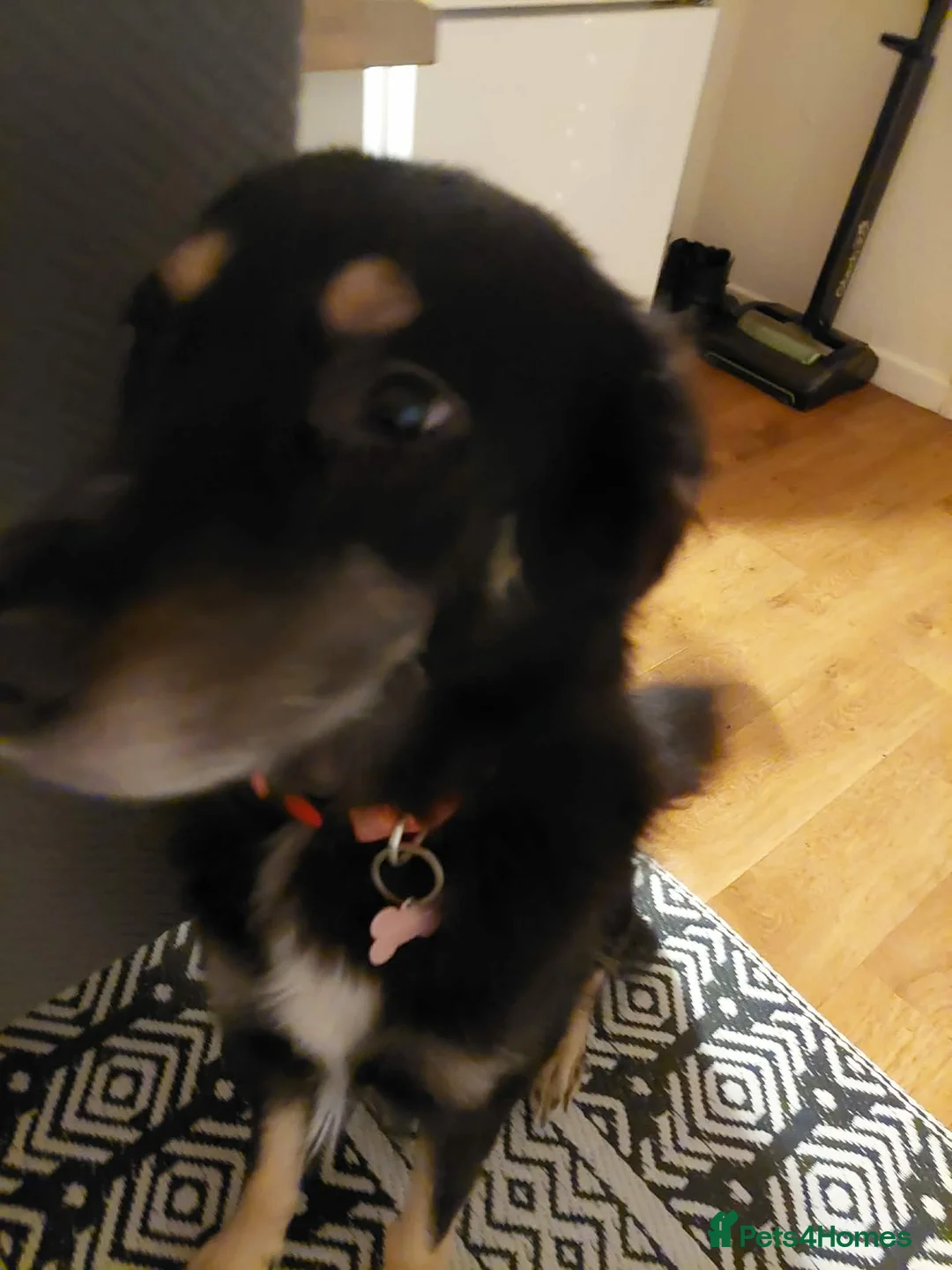 Mixed Breed dogs for sale: Looking for a loving home and new start  in Markfield - Advert 2