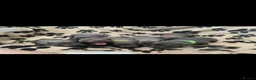 Staffordshire Bull Terrier dogs for sale: 9 gorgeous blue Staffordshire bull terrier  - Advert 9