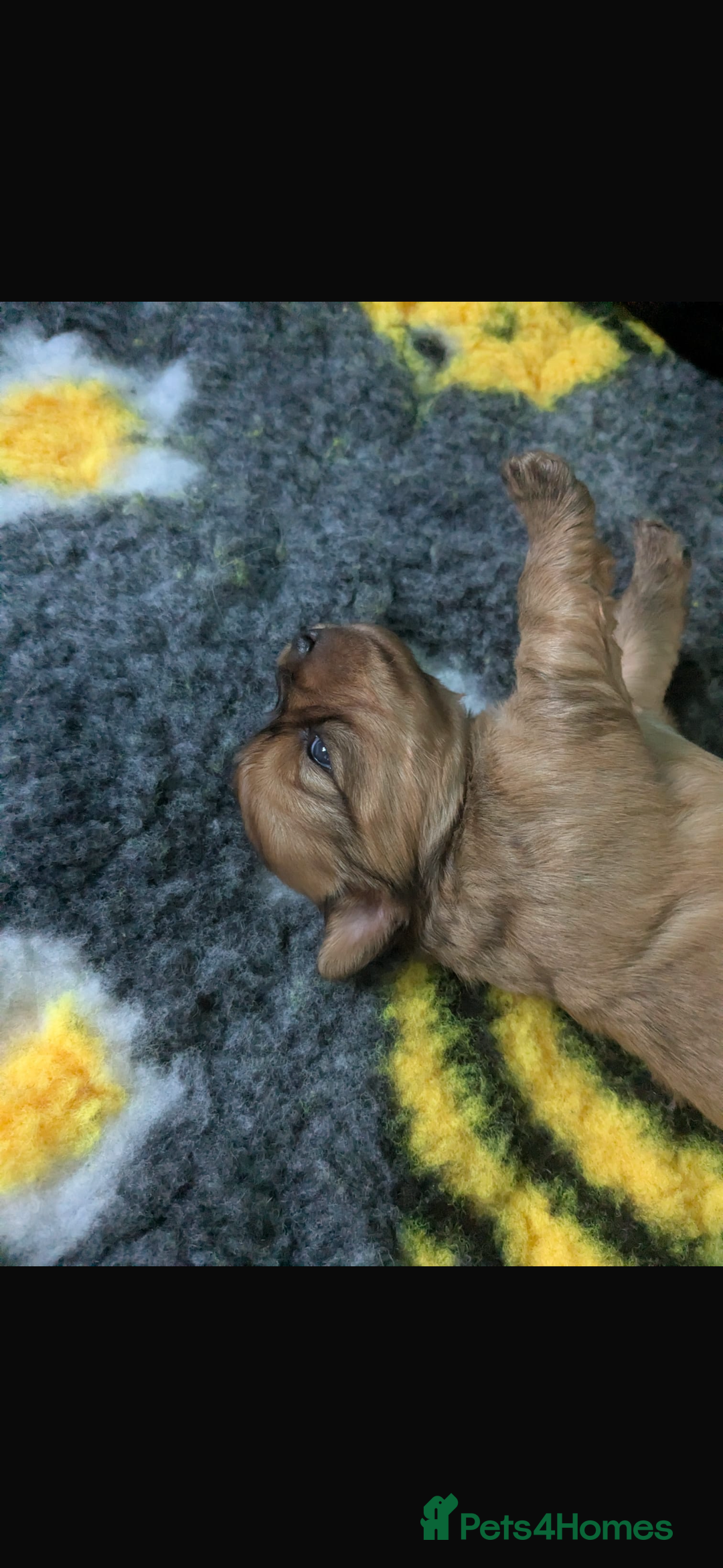 Mixed Breed dogs for sale:  Yorkshire terrier/ lhaso Apso hybrid pups - Advert 13