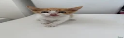 Domestic Shorthair cats for sale: Ginger kittens  - Advert 9