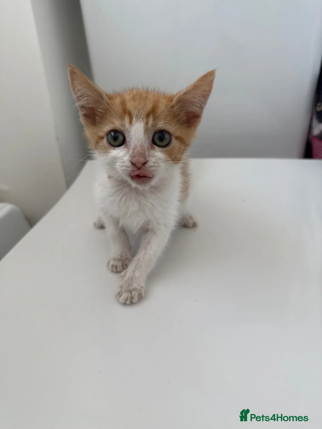 Domestic Shorthair cats for sale: Ginger kittens  - Advert 12