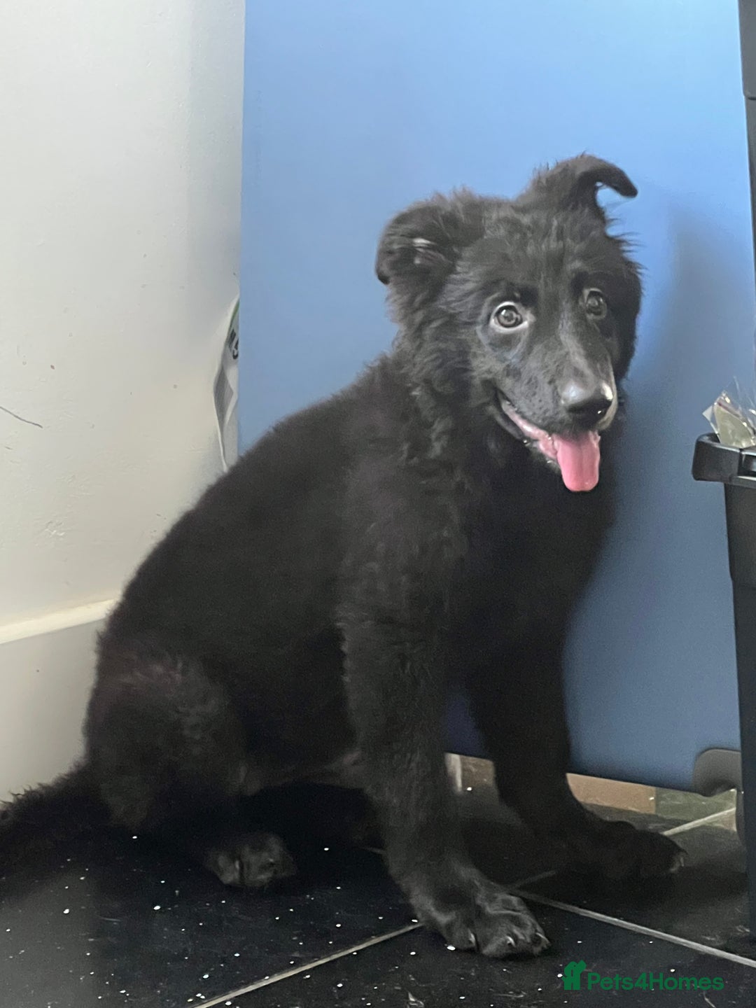 German Shepherd dogs for sale: German shepherd pups silver sable black/tan black  - Image 19