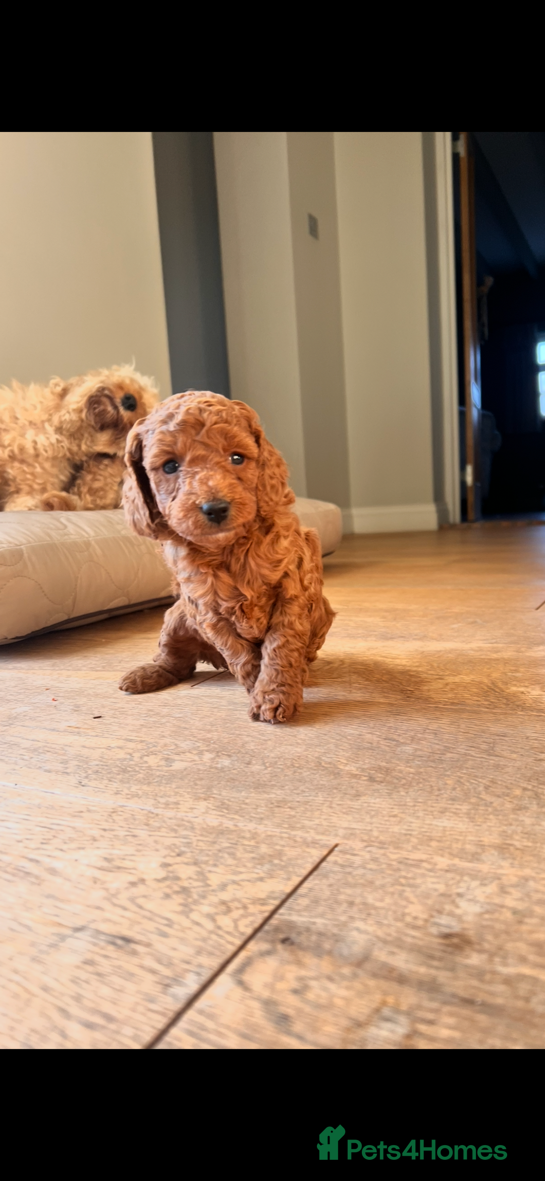 Cockapoo dogs for sale: Adorable cockapoo puppies ready 23.12.25   - Advert 14