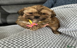 Shih Tzu dogs for sale: Shih Tzu puppies  - Image 13