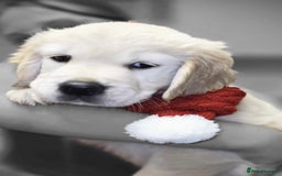 Golden Retriever dogs for sale: Beautiful KC Golden Retriever Babies  - Image 5