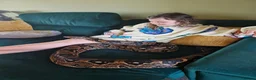 Boa Snake reptiles for sale: Red tail board constrictor  in Derby - Advert 5