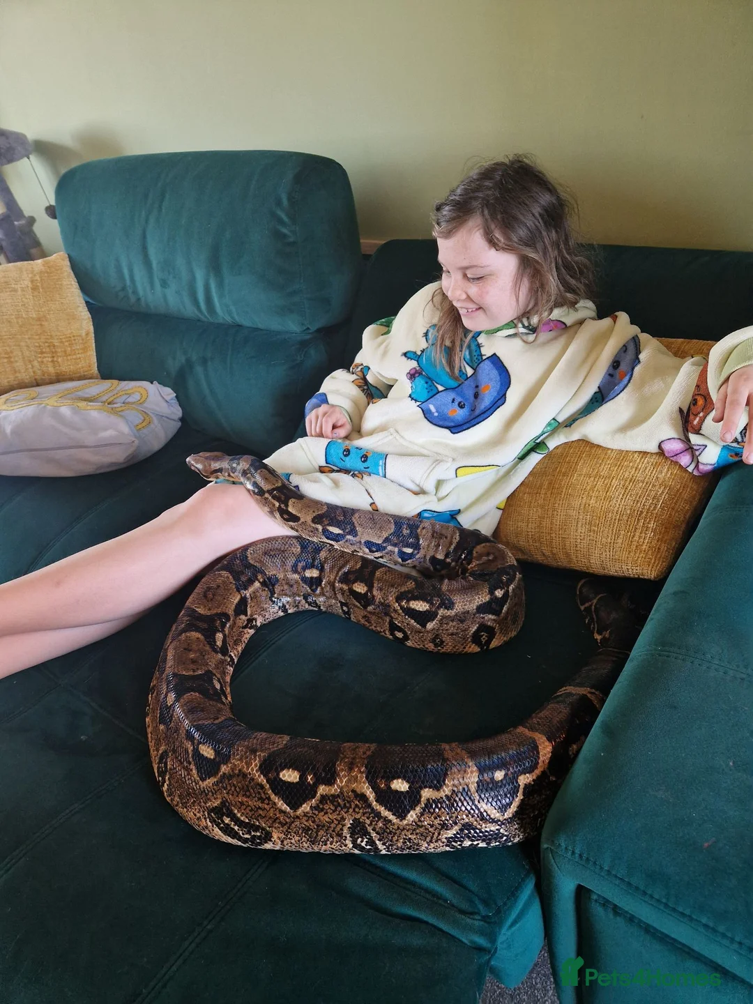 Boa Snake reptiles for sale: Red tail board constrictor  in Derby - Advert 5